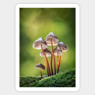 mushrooms in the forest Sticker